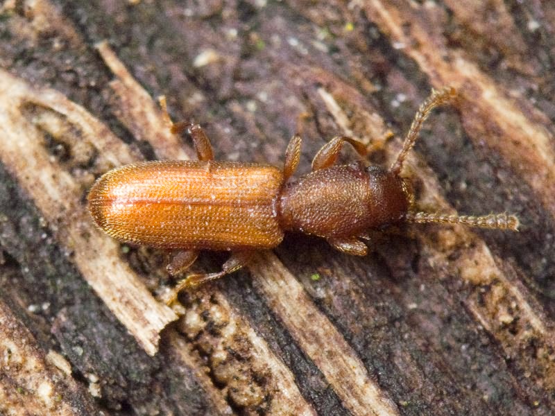 Silvanus unidentatus (A. G. Olivier, 1790)